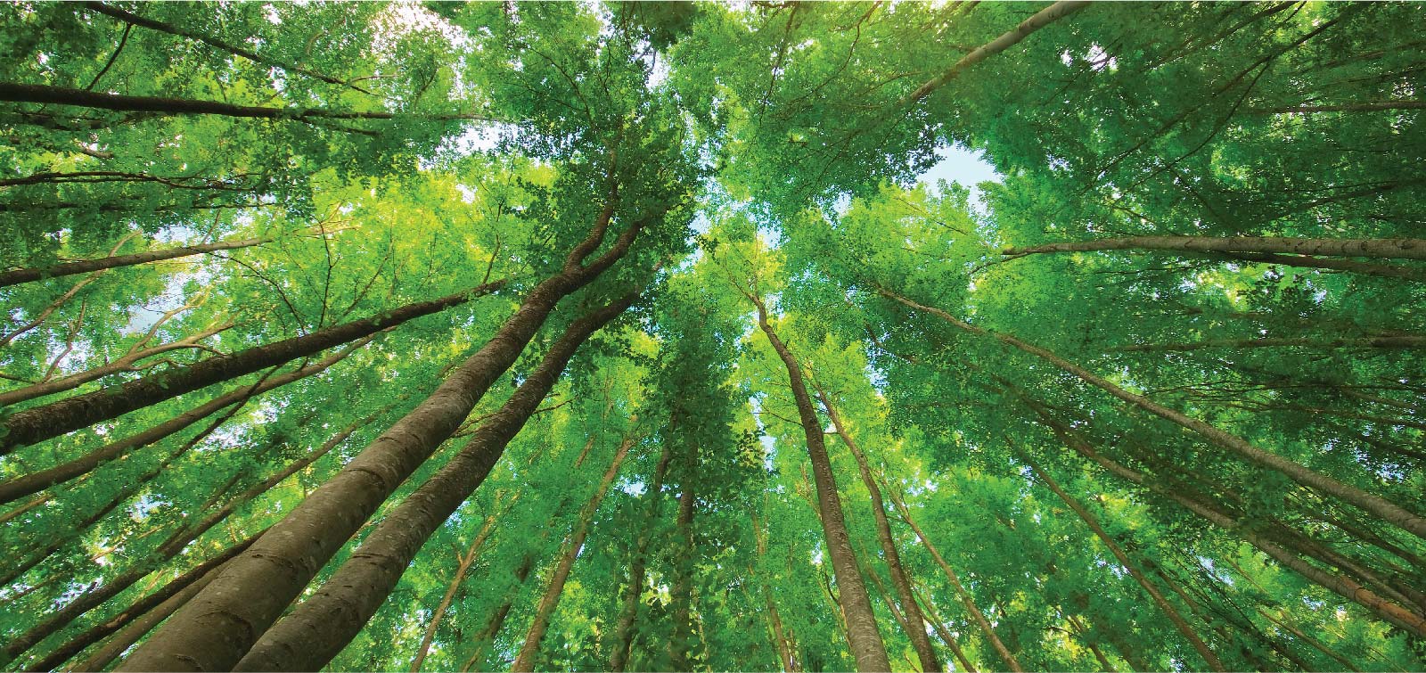 Descargá el Manual de Alojamientos Sustentables